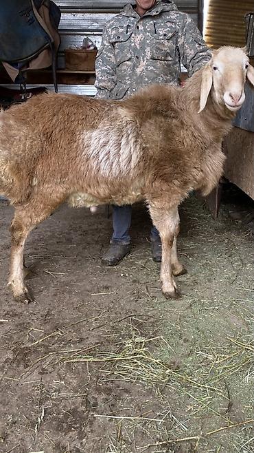 Баран, овца: Продаю | Баран (самец) | Для разведения | Племенные — 4