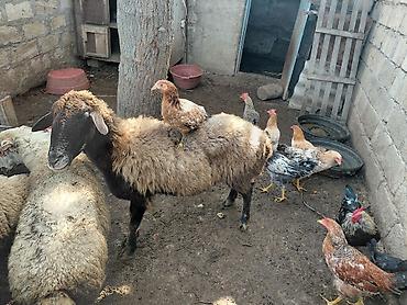 diri quzu: Məhsul: Qoyun və kənd toyuqları yasli disleri var,dosleri yoxdu. 150m — 4