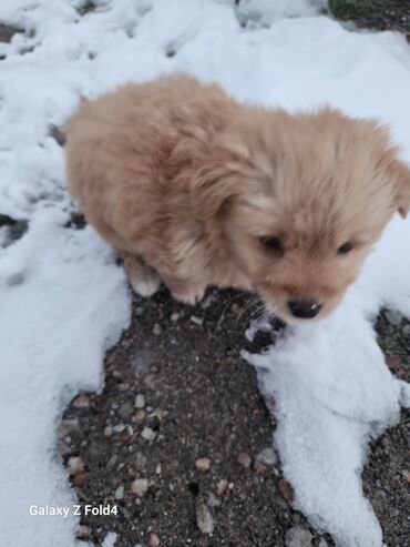 Продажа собак: Отдам в хорошие руки! Щенки метисов - Милые щенки с короткой густой — 6