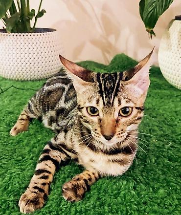 купить бенгальскую кошку: Бенгальская, 3 месяца, Девочка, Приучена к лотку, Проглистована, С документами — 8
