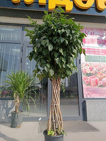 Другие комнатные растения: ПРОДАЮ КОМНАТНЫЕ РАСТЕНИЯ! 🌱 Бамбук — 3000 сом 🌳 Бонсай — 4100 сом 🌳 — 26