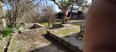 Torpaq sahələrinin satışı: 6 sot, Biznes üçün, Mülkiyyətçi — 3