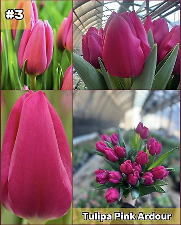 Организация мероприятий: Организация мероприятий | Букеты, флористика — 4