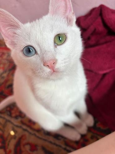 слив пантера котедж: 1 год, Мальчик, Белый — 1