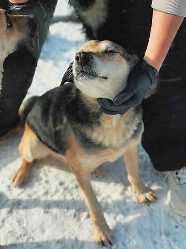 Отдам даром собаку: ПРИЮТ У НАС Собачки на любой вкус это приют все собачки привитые — 9