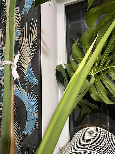 dry monster: Монстера деликатесная (Monstera deliciosa), крупное взрослое комнатное — 2
