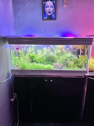 yerli qaz balası: Dördbucaq akvarium, Balıqlarla birlikdə, 211 l, Ödənişli çatdırılma — 5