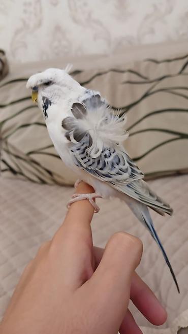 cucelerin satisi: Növ: Yaponeç erkək tutuquşu Rəng: Ağ-göy-qara Qəfəs ilə bir yerdə — 2