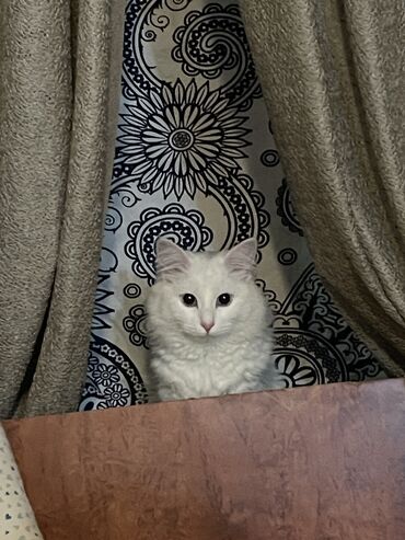 Коты: Продаю кошечку порода Турецкая ангорка очень милая и дружелюбная