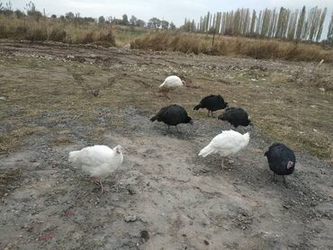 жожо индюк: Индюк 🍗 🦃 сатылат. 6 даана
Баасы келишимдүү. Байланышыныздар