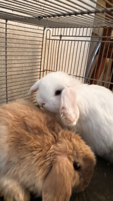внутренние подушки для декоративных наволочек: 🥰🐰 вислоухие крольчата😍 балдежные и ласковые малыши, к лотку приучены