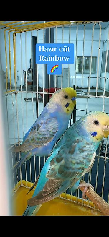 it qovan aparat: Rainbow hazır cüt Yuva as bala al sağlam aktıv quşlardı. Gözəl — 4