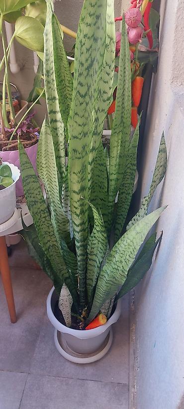 ev gulleri sekilleri: Sansevieria (Qayın dili) – iri ölçülü dekorativ otaq bitkisi - Növ — 1