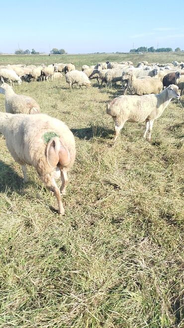 Qoyunlar, qoçlar: Qoyun sürüsü – ət və süd istiqamətli yerli cinslər - Şəkillərdə geniş -da lalafo.az — 5 Qoyunlar, qoçlar: Qoyun sürüsü – ət və süd istiqamətli yerli cinslər - Şəkillərdə geniş — 5