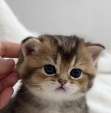 кошка с разными глазами: Британская короткошёрстная, 1 месяц, Мальчик, Золотая шиншилла, Приучена к лотку, Проглистована, С прививками