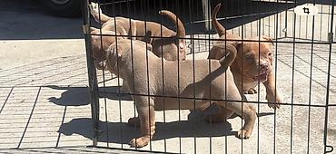 Psi: American bully pocket lilac štenci. 4 lilac zenki, 2 zute zenke — 14