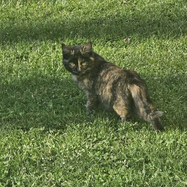 цена шотландской кошки: Кошка даром: Беспородная, 3 месяца, Девочка, Приучена к лотку