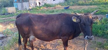 куплю корову на мясо: Продаю | Корова (самка) | Алатауская | На забой, Для молока