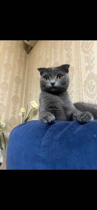 Pişiklər: Şotland — 5