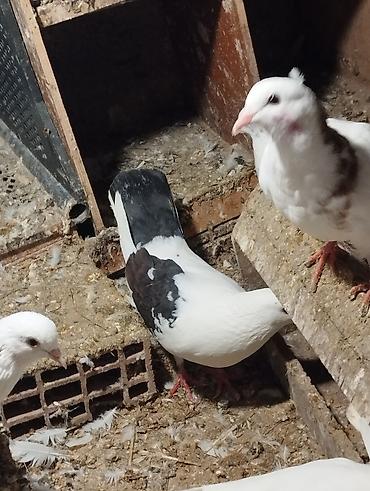 Göyərçinlər: Salam Aleykum çep maya tutulmadi dikelib oynuyan qusdu maya 25m — 2