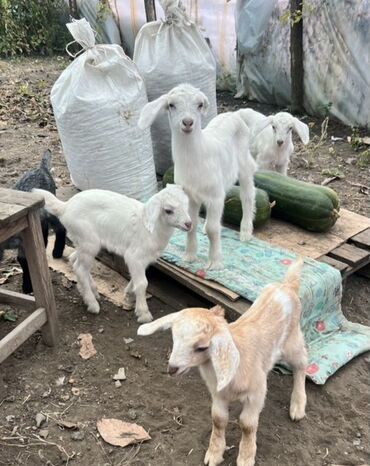 Keçi, çəpiş: Salam ZANEN KECİLƏRİMİZ SATİŞDA İCLƏRİNDƏ ALPENDE VAR ONLARIN QİYMƏTİ — 8