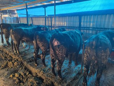 Коровы, быки: Продаю | Бык (самец) | На откорм | Привязанные — 8