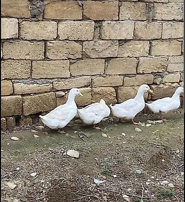 bildircin qiyməti: 24 ördək 20 fere 4 erkək hal hazırda yumurtayirlar qiymət 12 manat — 2