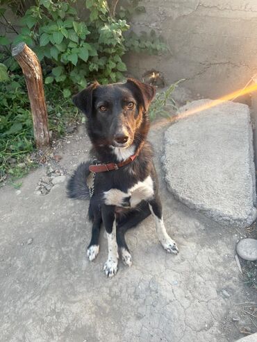 сколько стоит шпиц в бишкеке: Г.Ош.Актося 1, 5 годика. стерилезованная, привитая. добрая, очень