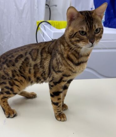 в добрые руки собаку: Benqal, Erkək, Cütləşmə üçün, Ünvandan götürmə