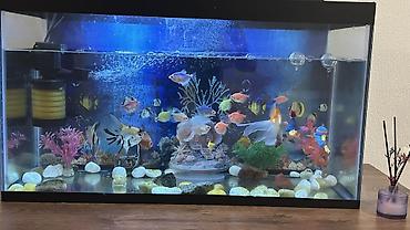 gence akvarium: Akvarium satılır. Ölçüləri şəkillərdə göstərildiyi kimi təxminən: - — 3