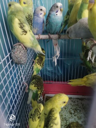 Tutuquşları: Papuqaylar 9azn Papuqay qəfəsləri 9azn Təzə qəfəslərdi 9-azn -da lalafo.az — 19 Tutuquşları: Papuqaylar 9azn Papuqay qəfəsləri 9azn Təzə qəfəslərdi 9-azn — 19