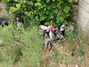 cins ineklerin satisi 2018: Toyuglar satılır 12 toyuq 1 xoruz xoruz 25 manat toyuglar 14 manatdan