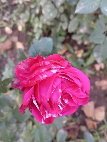 Другие садовые цветы и кустарники: Саженцы садовых роз и хризантем - Розы чайно-гибридные/флорибунда — 11