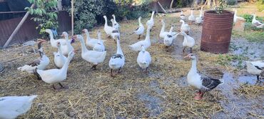 ördək balası satışı: Dişi, | Linda, Ətlik, Ünvandan götürmə lalafo.az -da ördək balası satışı: Dişi, | Linda, Ətlik, Ünvandan götürmə