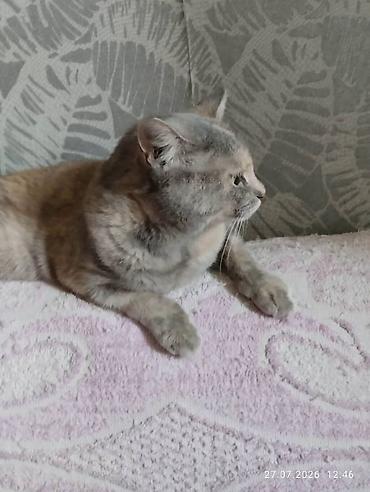 в добрые руки кошки: Кошечка 1,5 года, стерилизованна, вакцинированна, к лотку приучена — 4