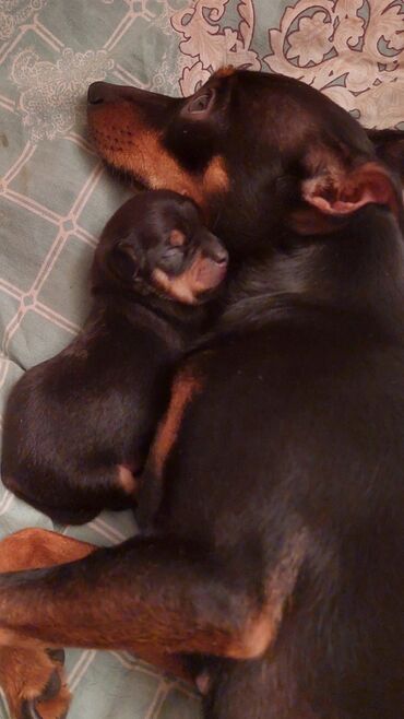 İtlər: Miniatür pinçer, 1 ay — 2