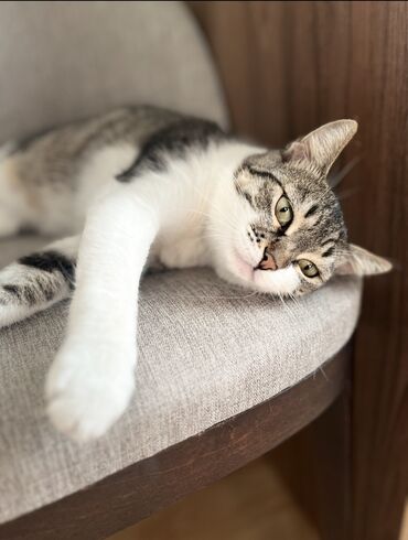 latok nədir: Dişi, Yaxşı əllərə, Ünvandan götürmə