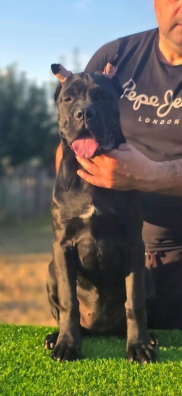 Psi: THE LAST EMPEROR KENNEL Predstavljamo prelepu Cane Corso ženku iz — 2