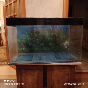 akvarium dekorlari: Аквариум.şuşə 6mm
100*50*60
300 litr