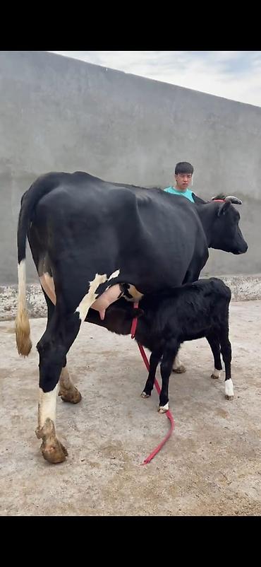 Inəklər, öküzlər: Südlük inək buzovu ilə birlikdə - Cins: qara-ağ (Holşteyn tipli — 8