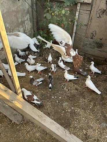 goyercin hini: Salam hamsi 4 cut quwdan toremedi tergzlr 32 dene heyvandi tek satlmr — 3