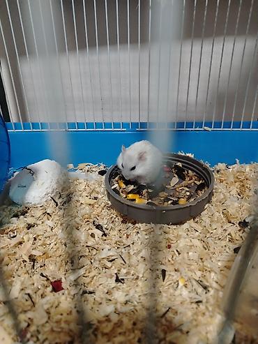 heyvan bazari 2020: Hamster. 4 eded ağ renk qefesle birlikde satlir qewenkdiler — 2