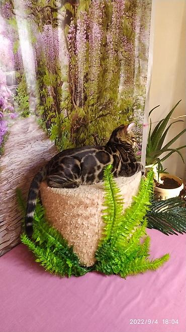 Продажа кошек: Красивейшие Бенгальские котята . разный возраст. Большой — 4