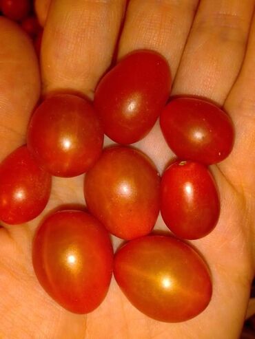 Semena i sadnice: Seme paradajza! Crveni jabučar Žuti jabučar Narandžasti jabučar — 11