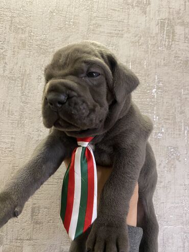 İtlər: Kane-Korso, 2 ay, Erkek, Sənədli, Pulsuz çatdırılma, Ödənişli çatdırılma — 28