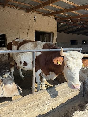 Коровы, быки: Продаю | Тёлка | Искусственник — 9