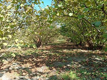 Torpaq sahələrinin satışı: Kənd təsərrüfatı — 8