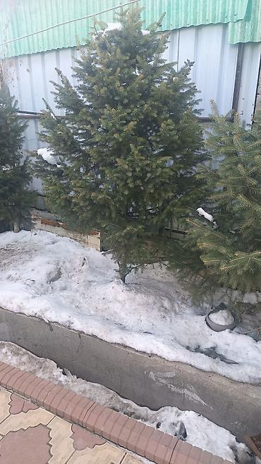 Ель: Ели/сосны для озеленения участка. Описание: - Живые хвойные деревья — 5