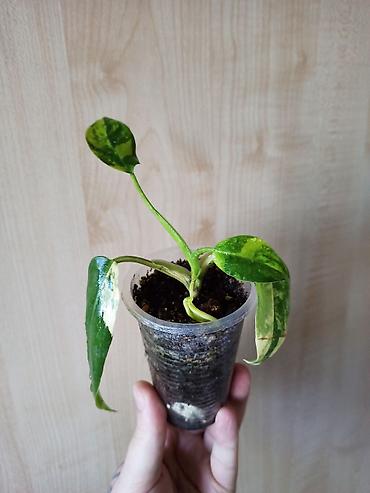 колючка: 🟢Эпипремнум N'Joy. Детка. 250. 🟢Эпипремнум Marble apple. Детка. 250 — 3