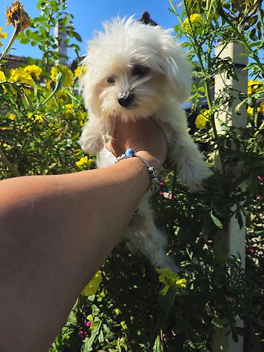 Pets & Animals: Na prodaju minijaturna zenkica maltezera starosti 6 meseci. Jako,jako — 5